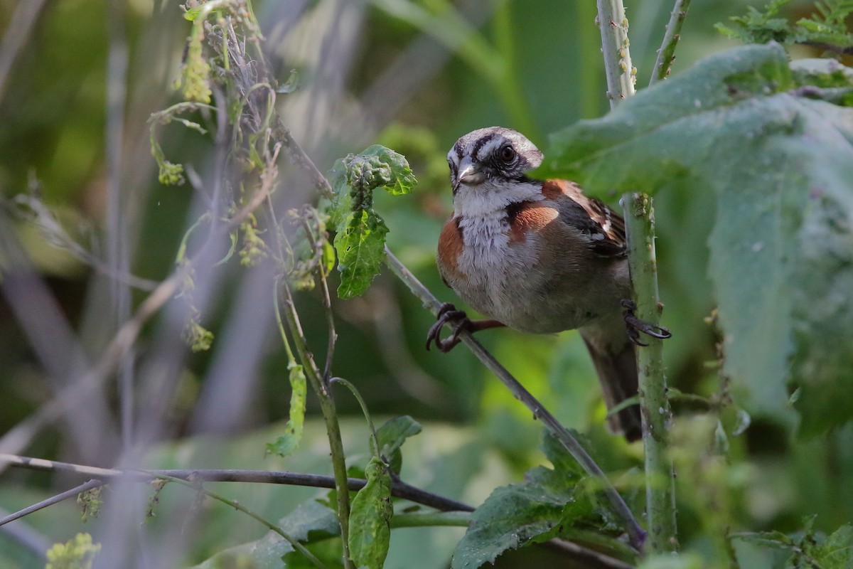 Bruant chingolo - ML631060177