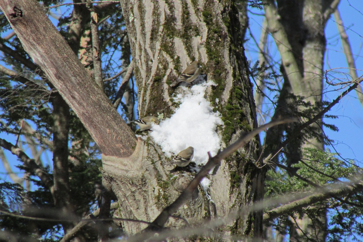 American Goldfinch - ML631060197