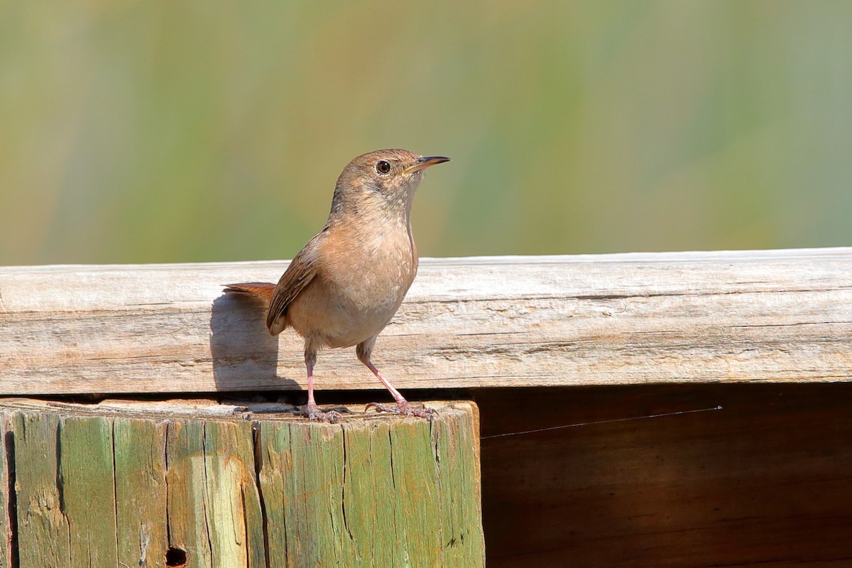 Troglodyte austral - ML631060245