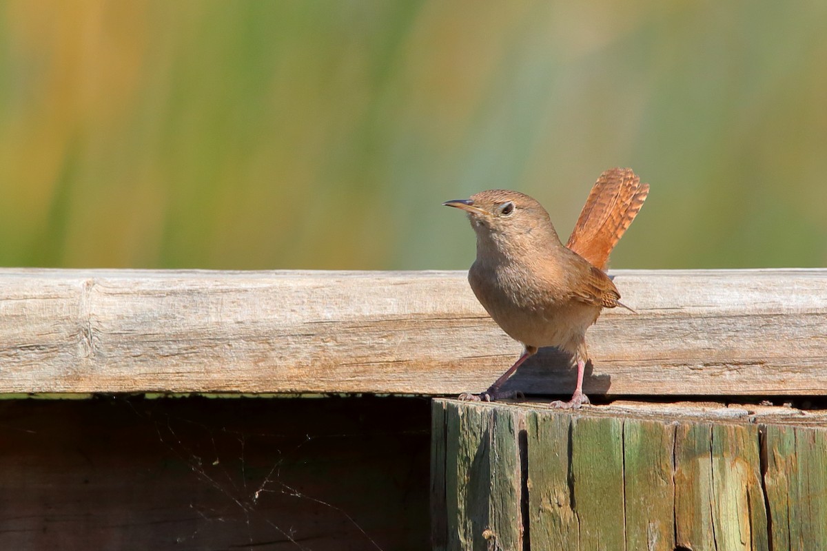 Troglodyte austral - ML631060246