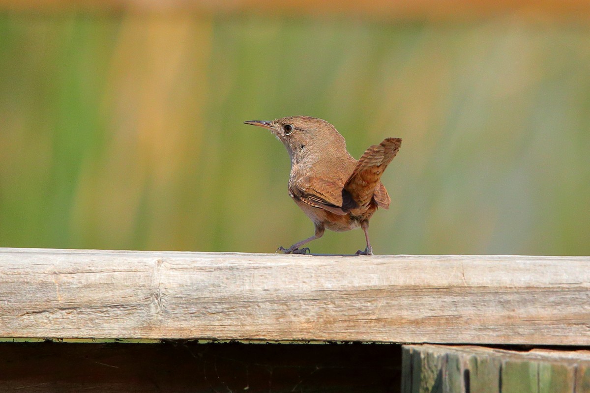 Troglodyte austral - ML631060247