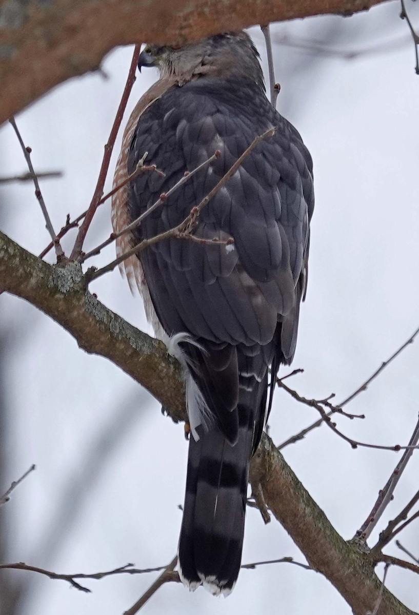 Cooper's Hawk - ML631060367