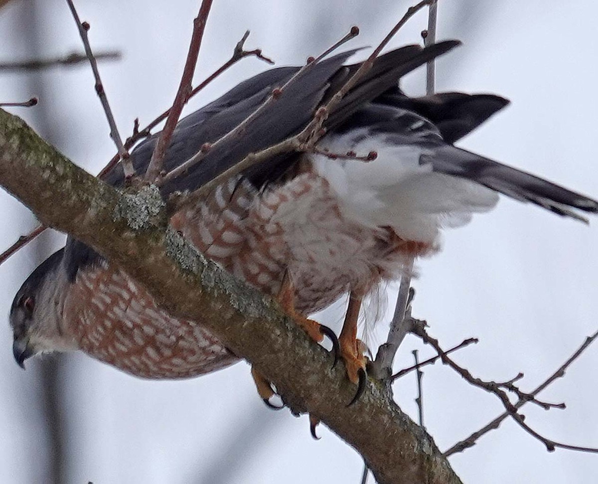 Cooper's Hawk - ML631060370