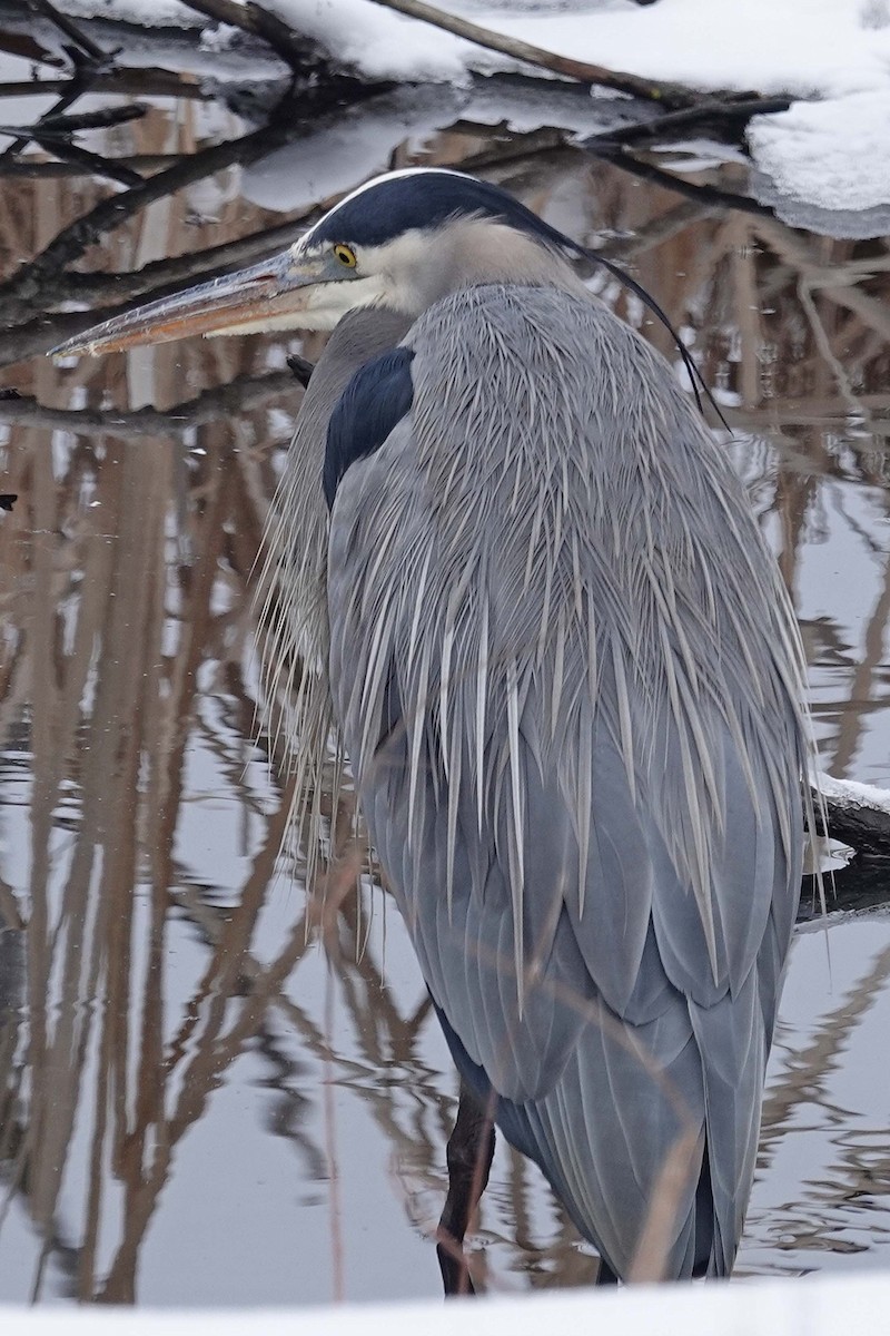 Great Blue Heron - ML631060380