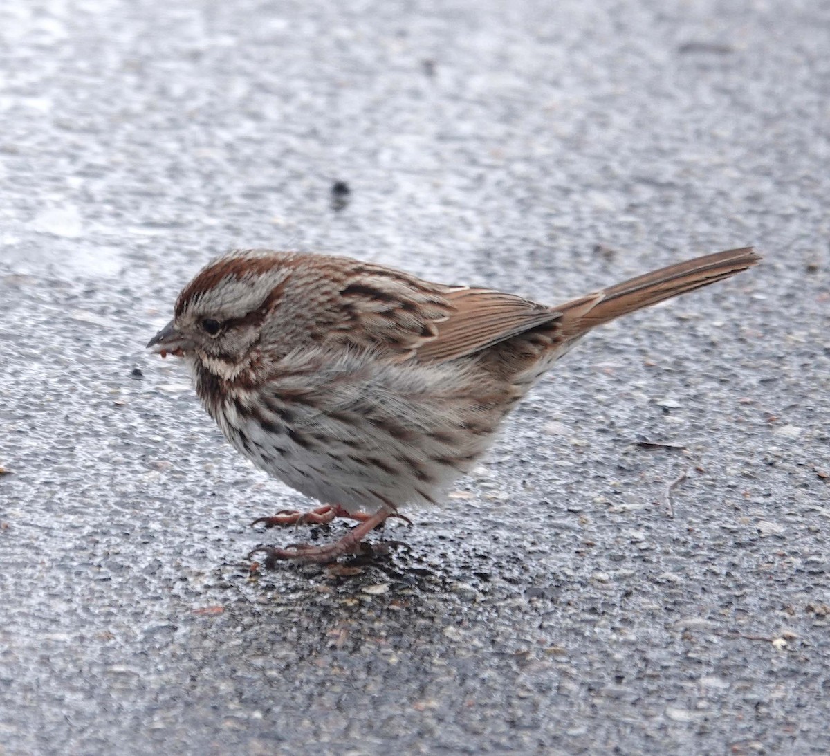 Song Sparrow - ML631060385