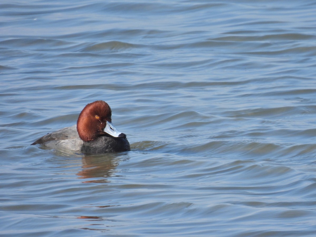 Redhead - ML631060386
