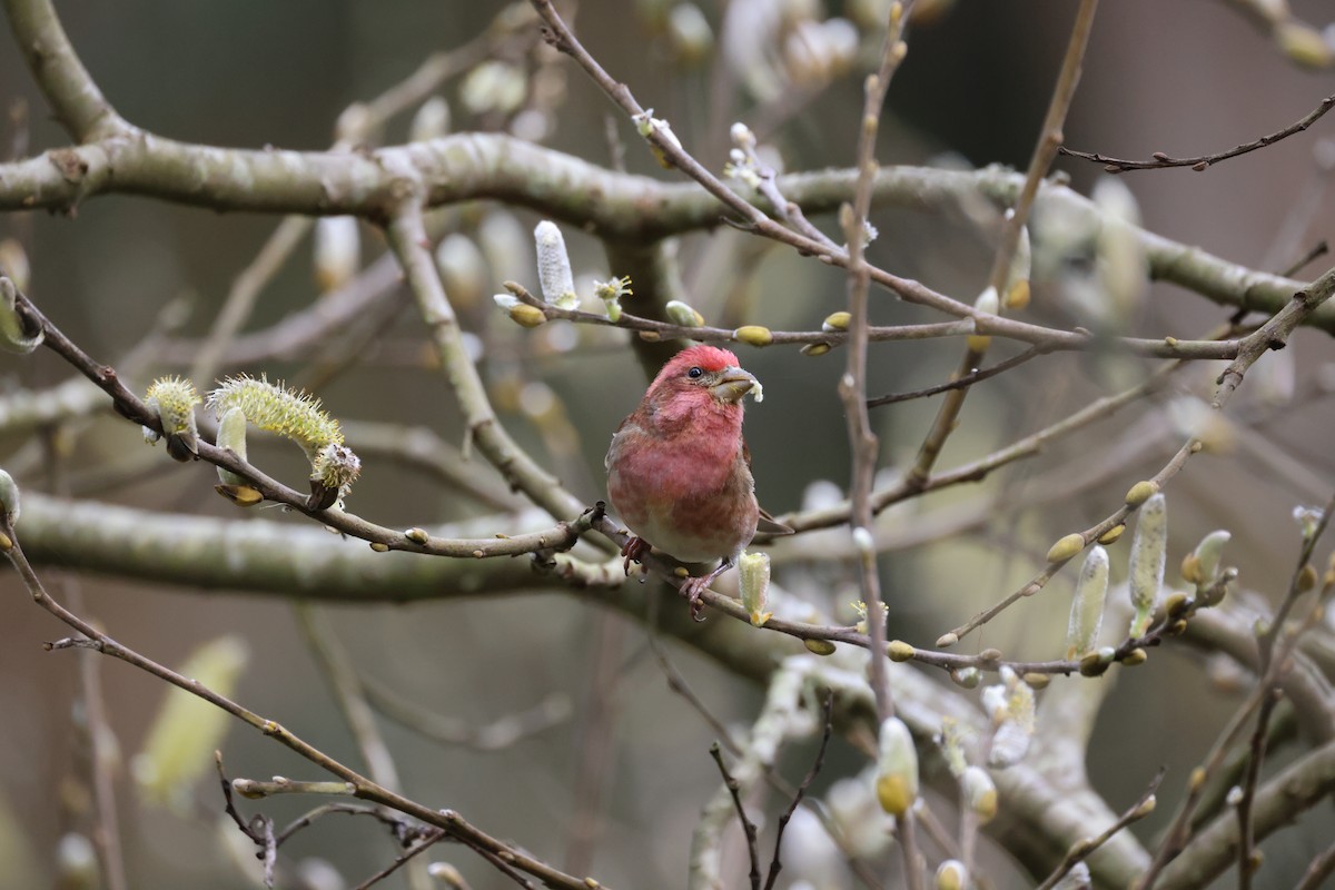 Purple Finch - ML631060603