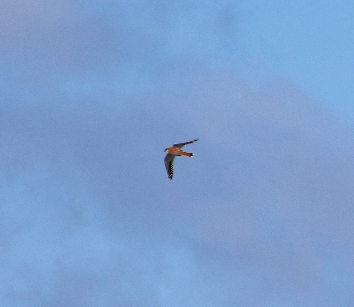 American Kestrel - ML631061027