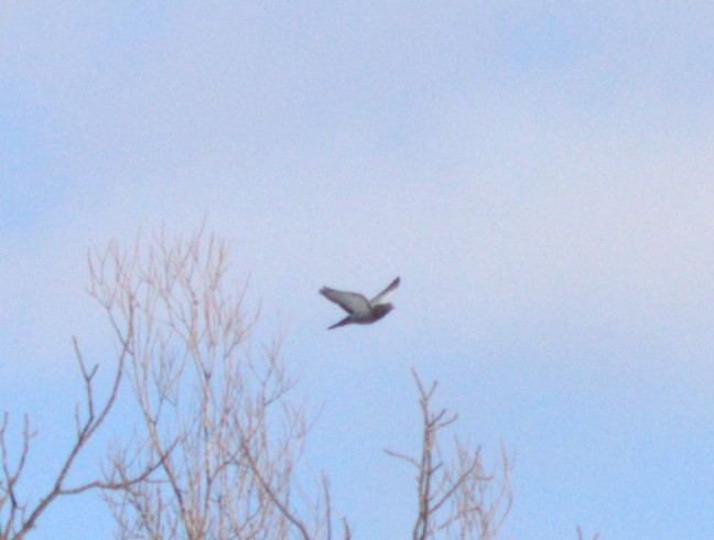 Хөхвөр тагтаа (суурин газрын) - ML631061054