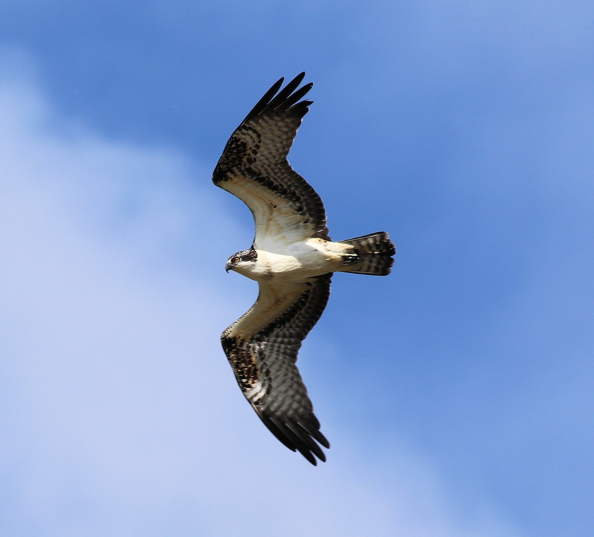 Osprey (American) - ML631061071