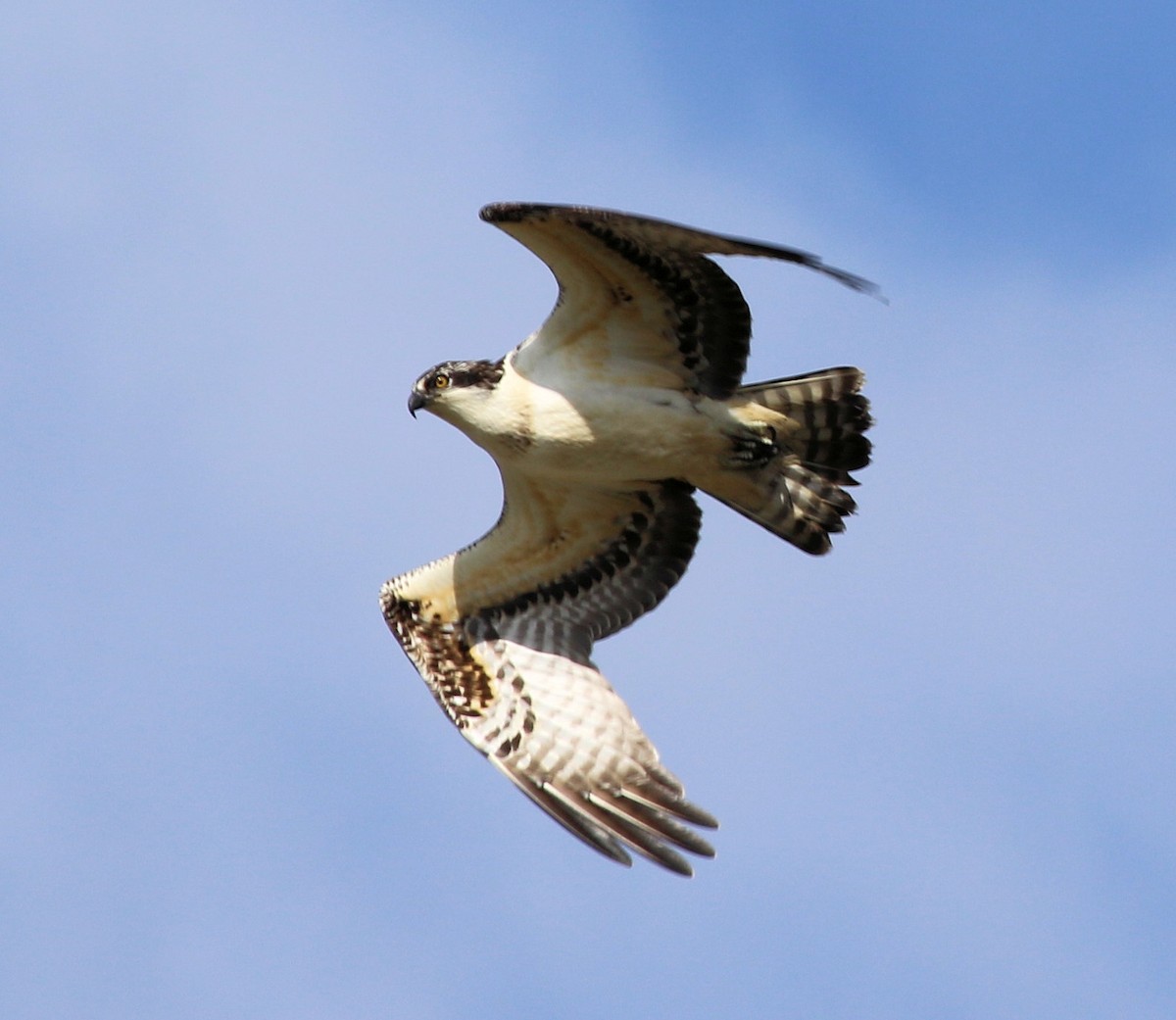 Osprey (American) - ML631061072