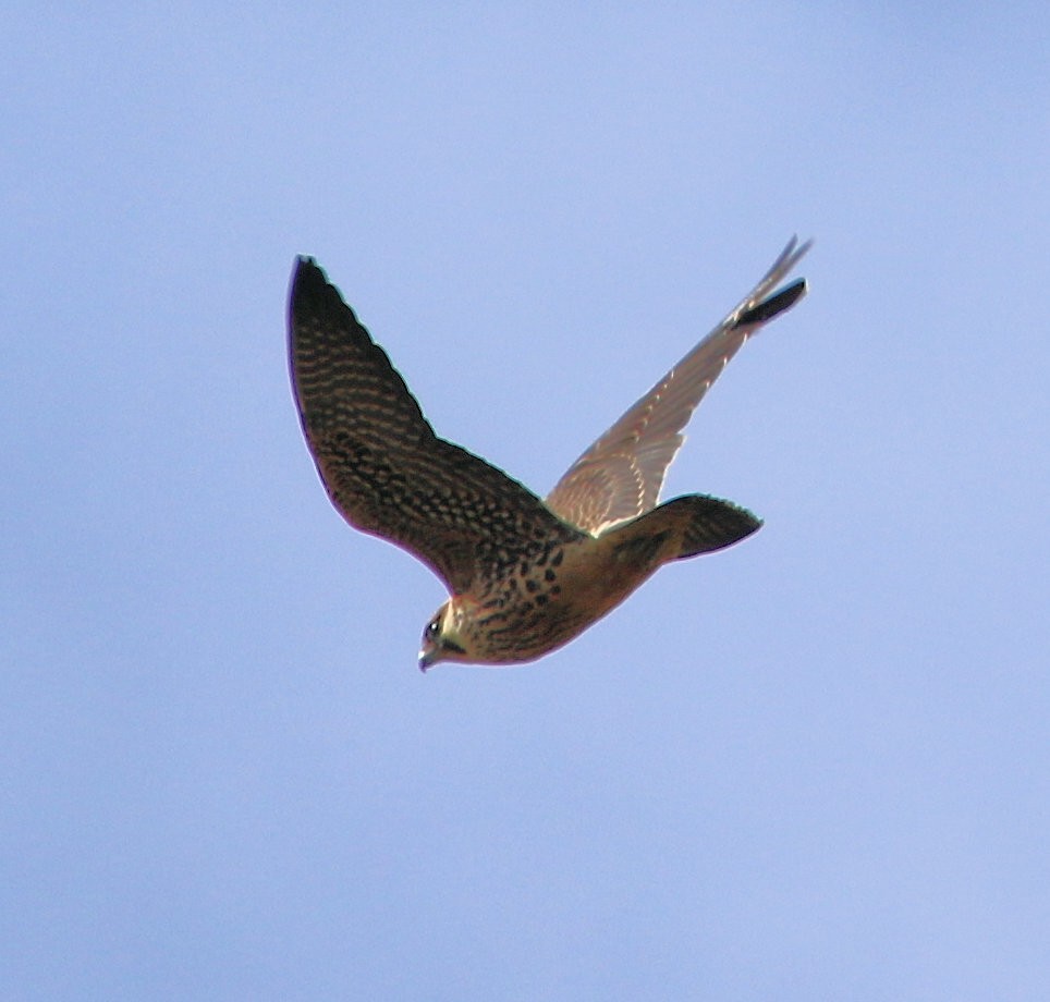 Merlin - ML631061141