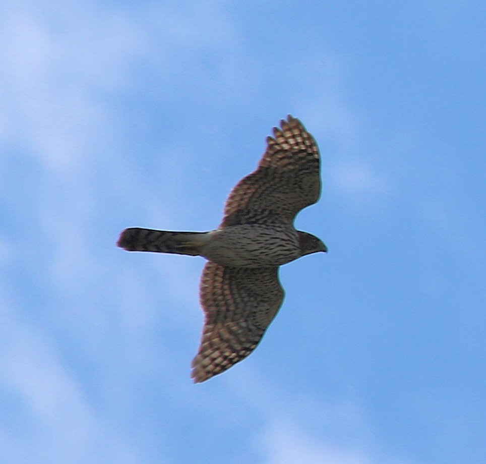 Cooper's Hawk - ML631061169