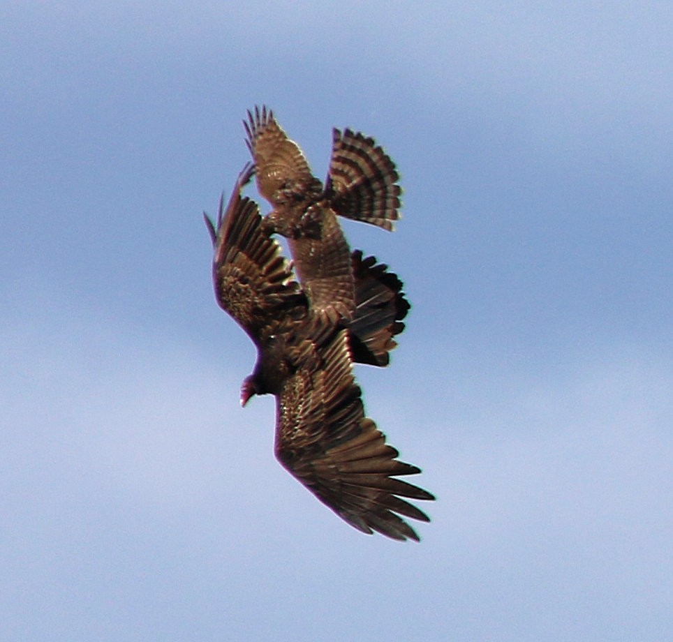 Turkey Vulture - ML631061208