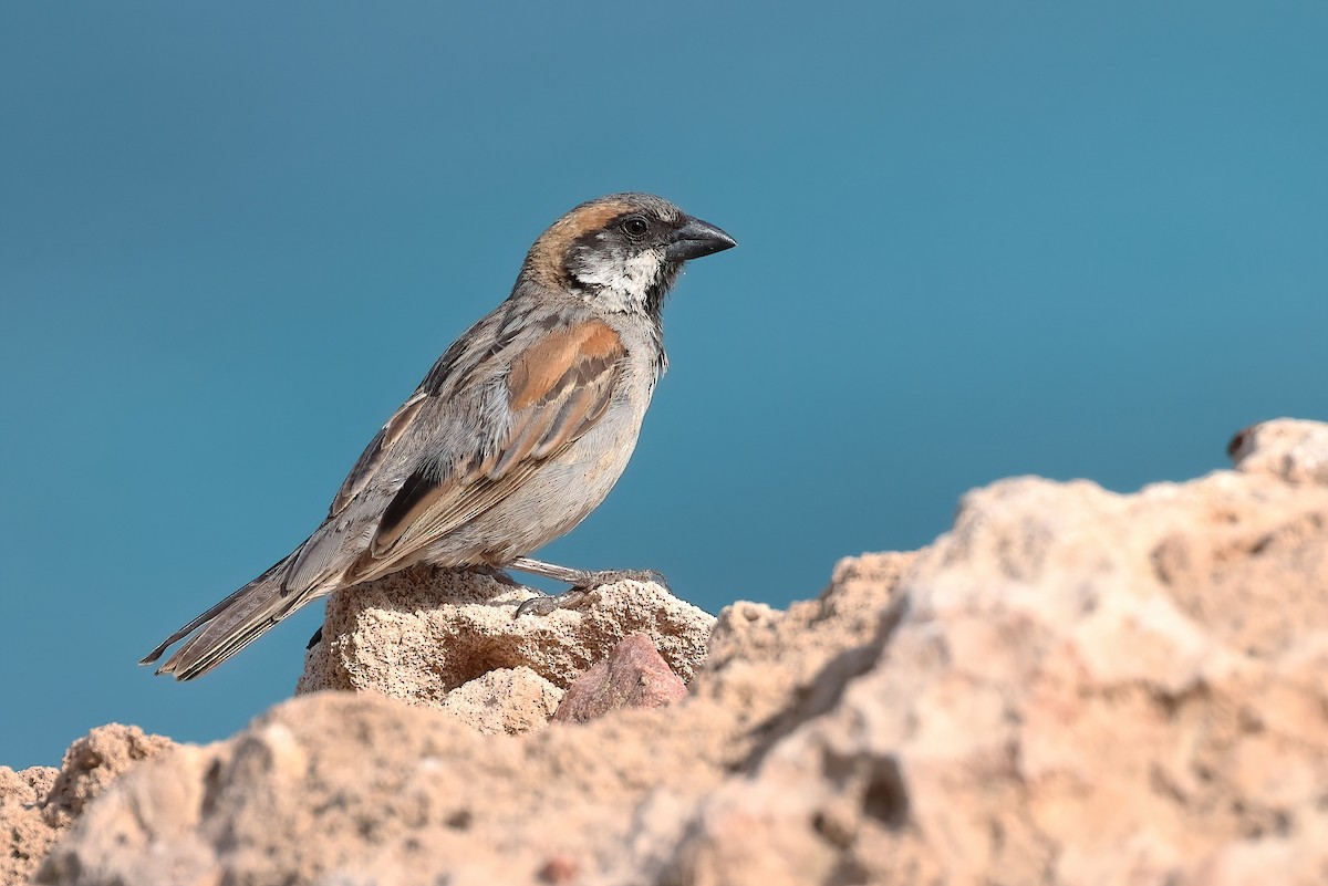 Socotra Sparrow - ML631061244