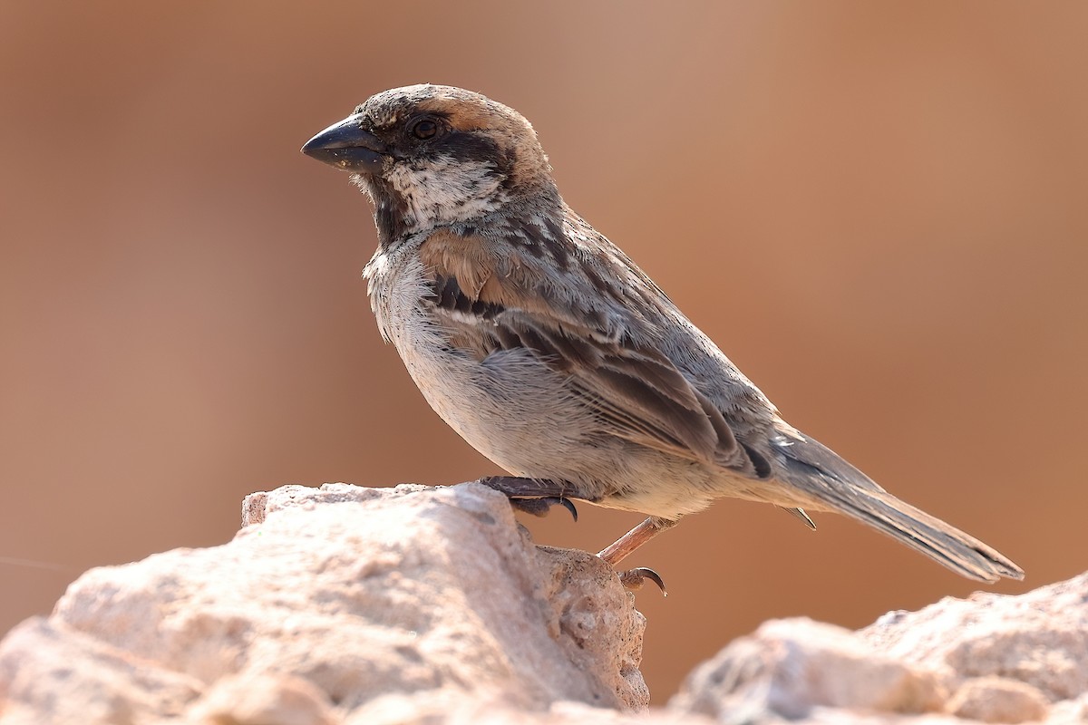 Socotra Sparrow - ML631061245