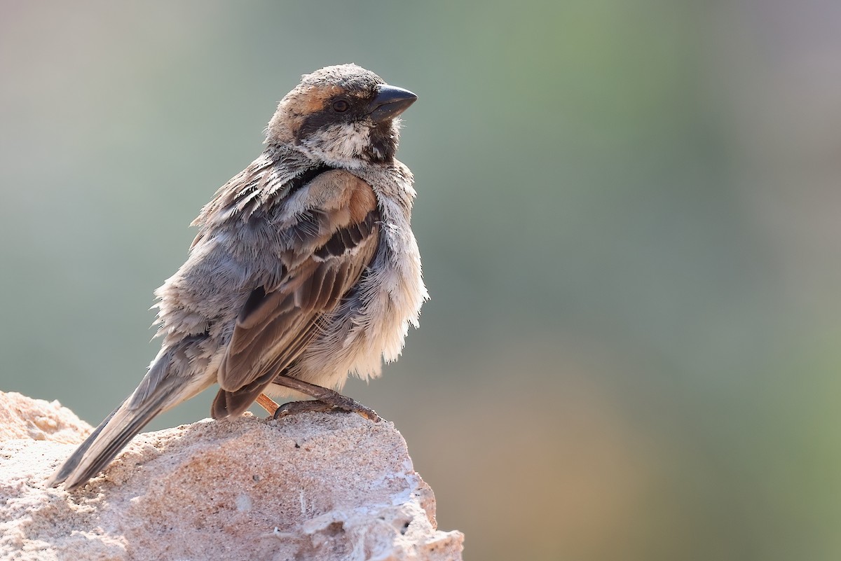 Socotra Sparrow - ML631061247