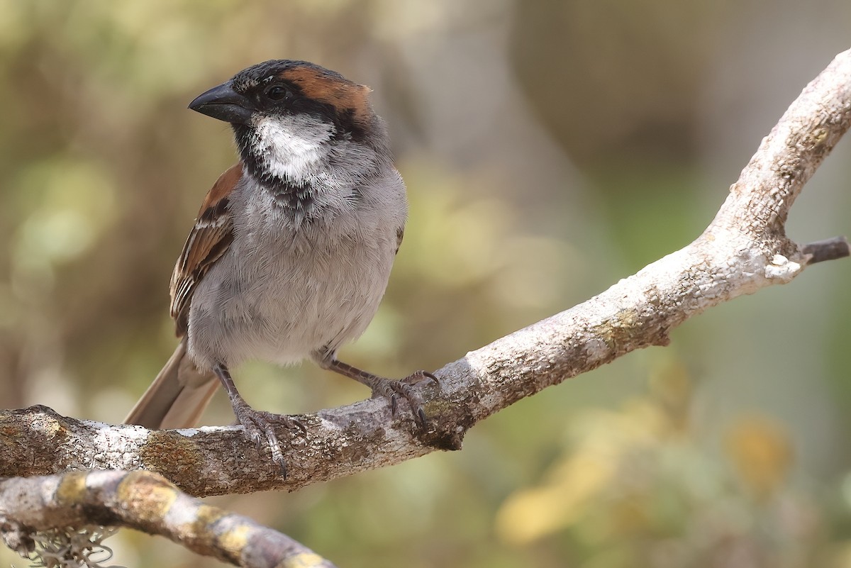 Socotra Sparrow - ML631061248