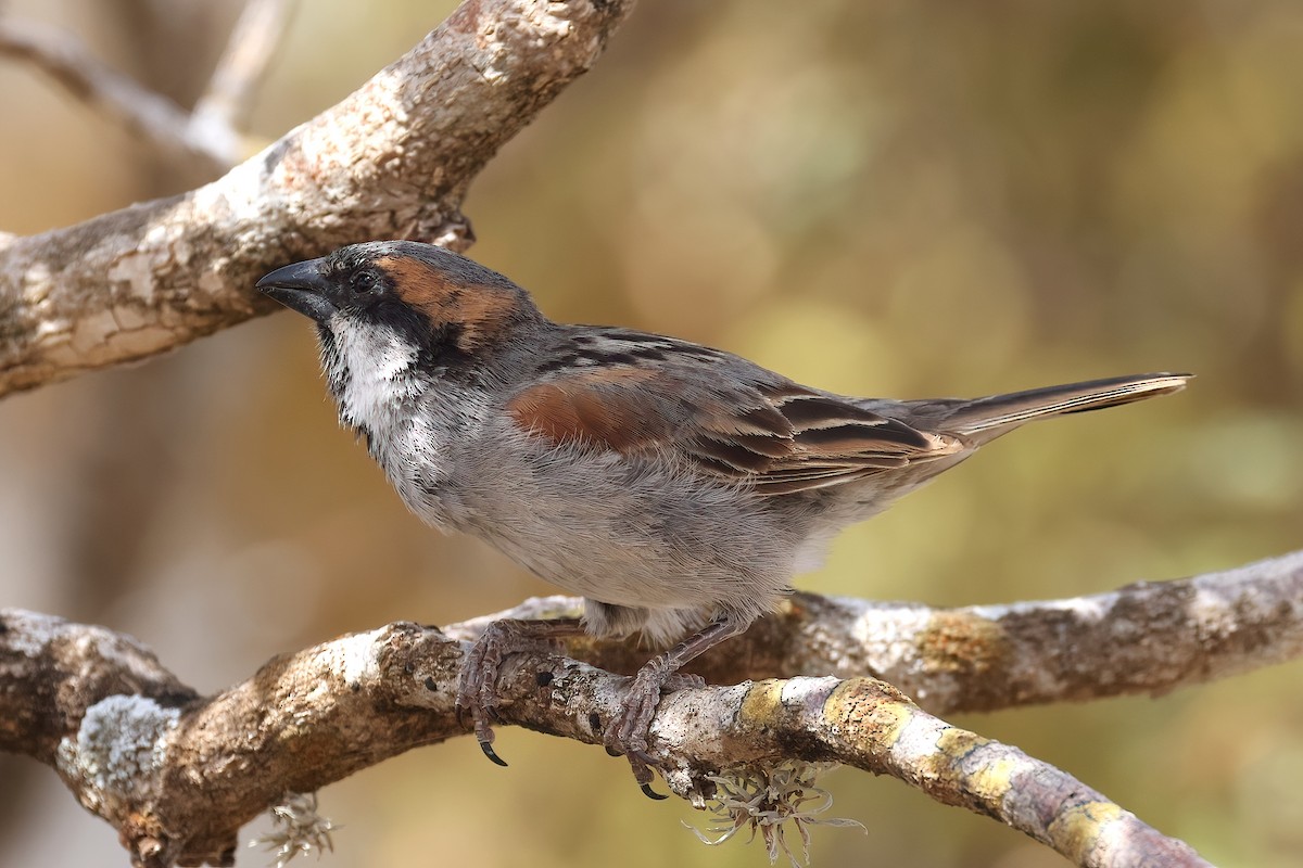Socotra Sparrow - ML631061249
