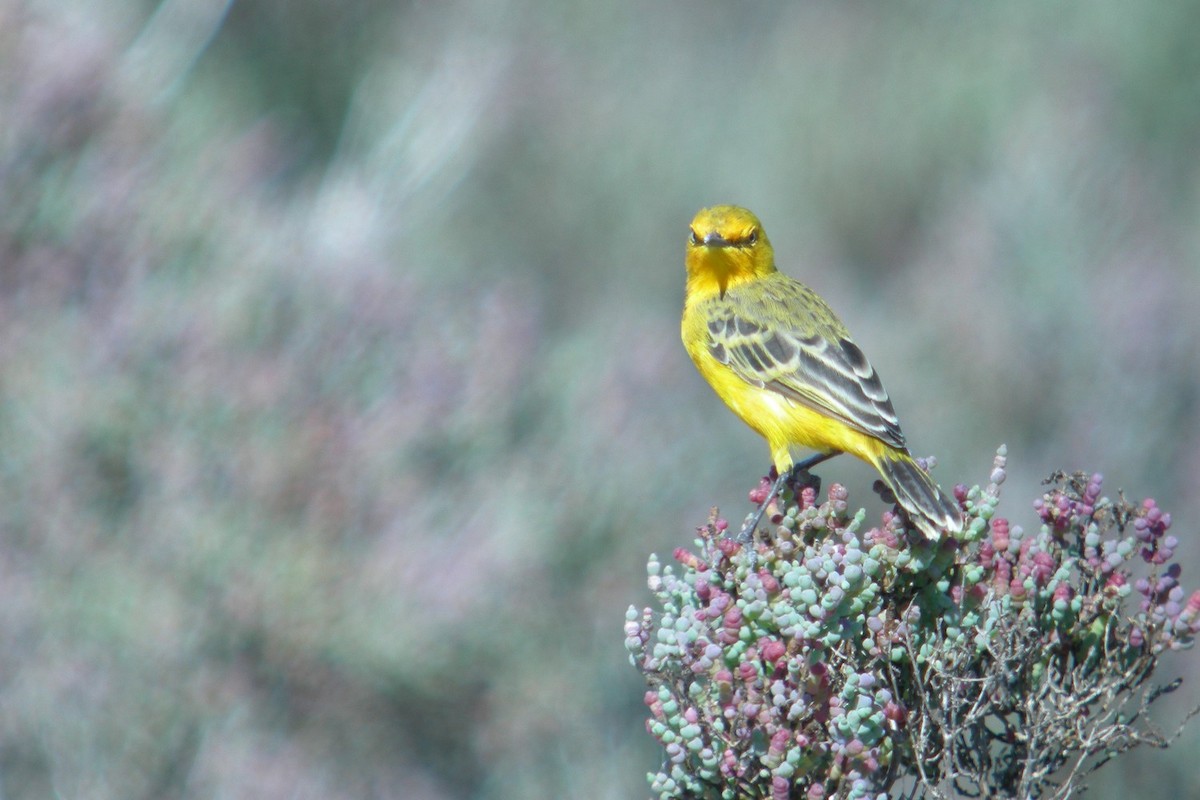 Yellow Chat - ML631061259
