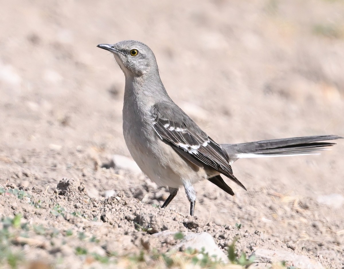 Northern Mockingbird - ML631061492