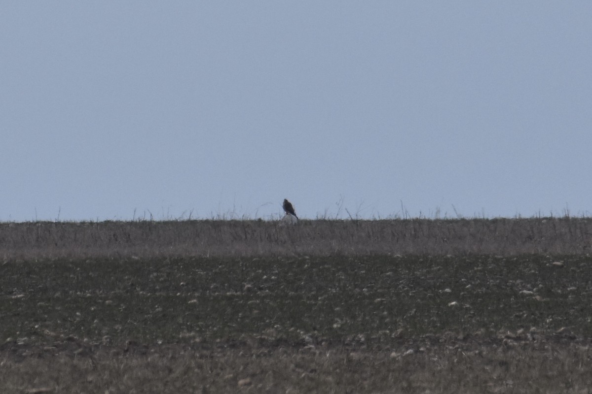 Saker Falcon - ML631061509