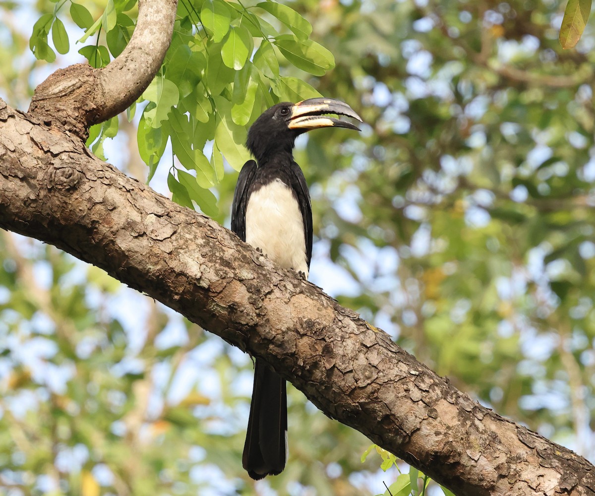 West African Pied Hornbill - ML631061516