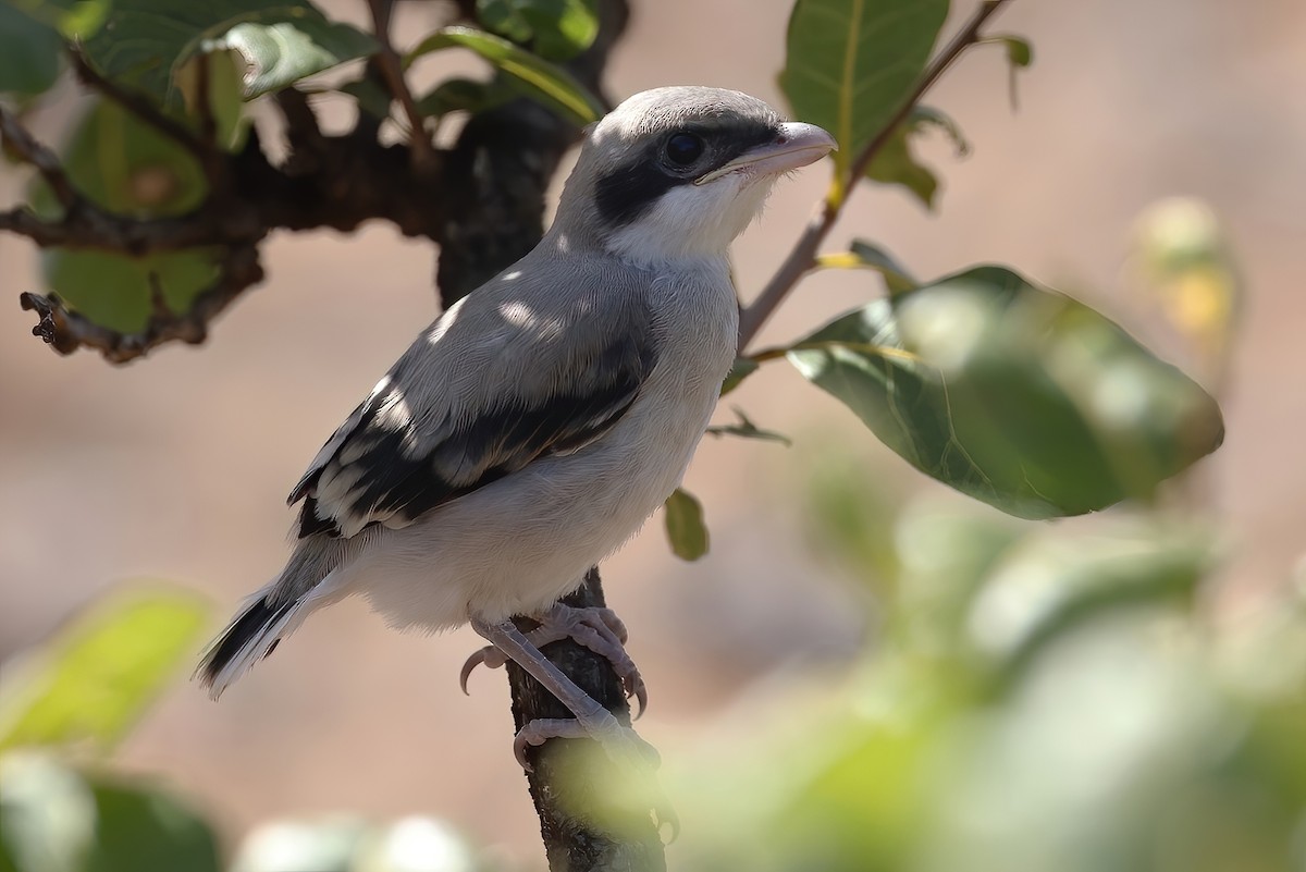 Great Gray Shrike (Socotra) - ML631061776
