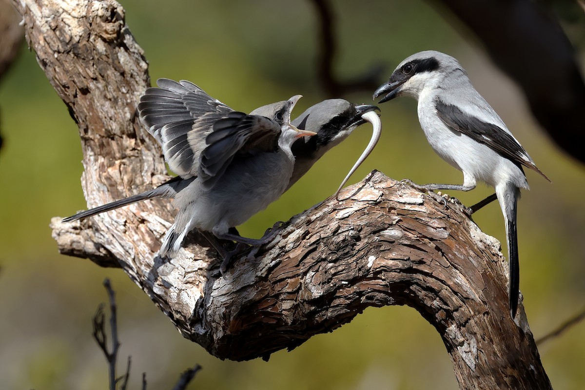 Great Gray Shrike (Socotra) - ML631061777