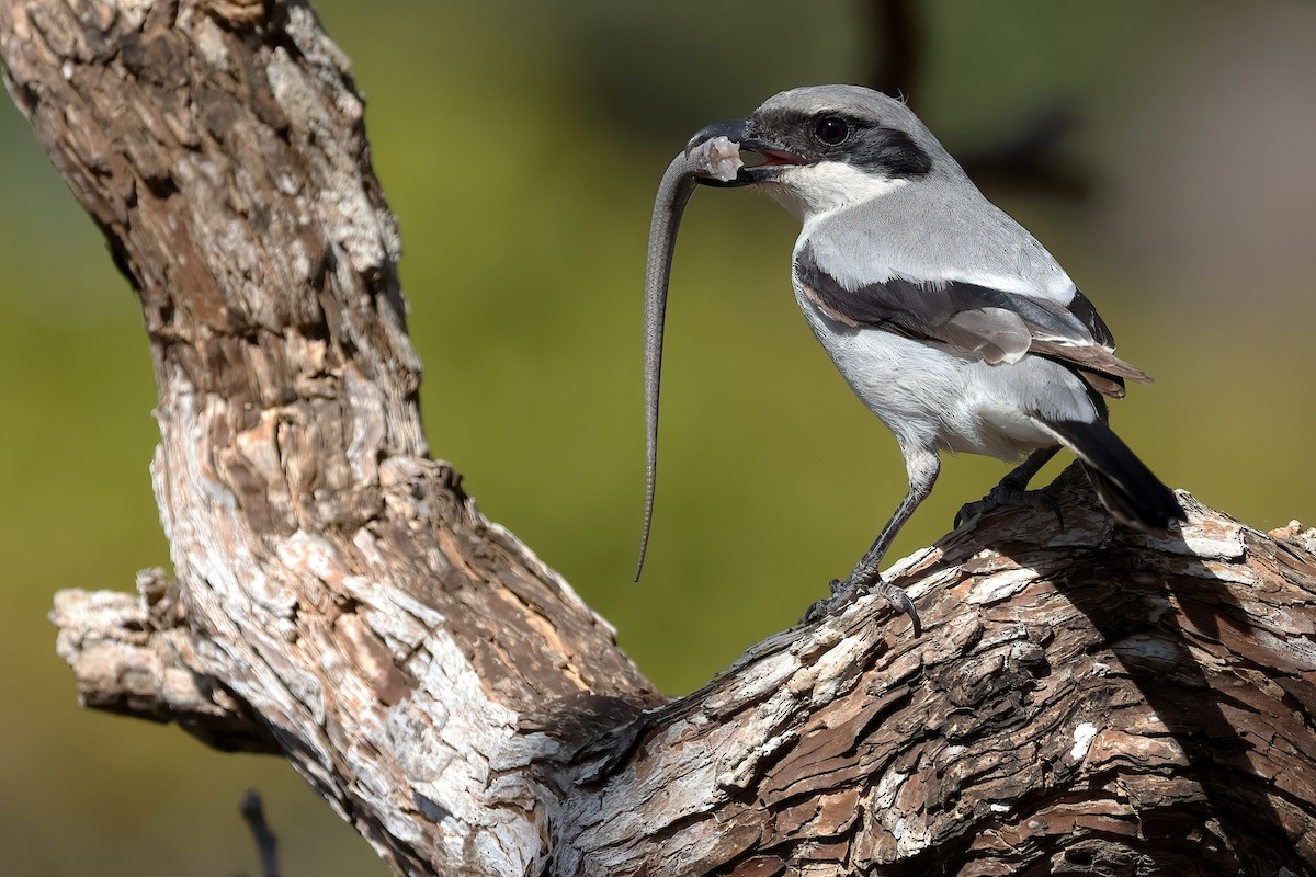 Great Gray Shrike (Socotra) - ML631061778