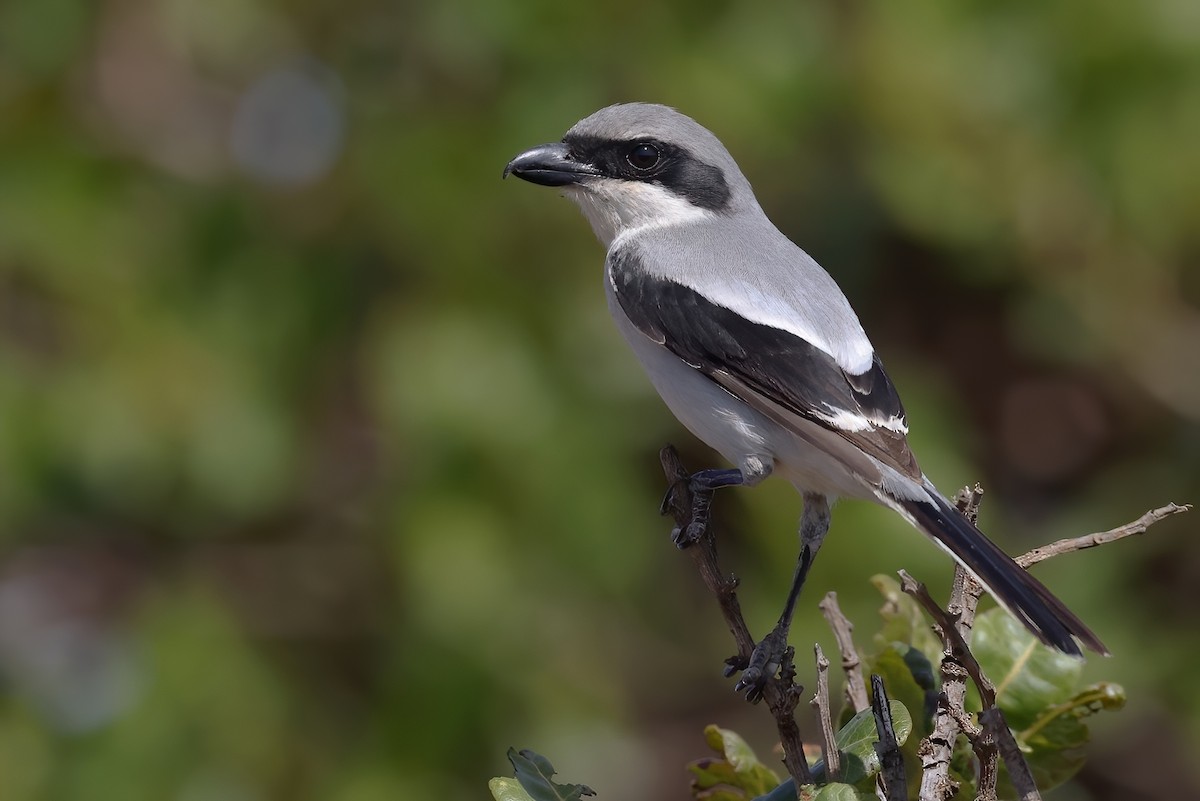 Great Gray Shrike (Socotra) - ML631061779