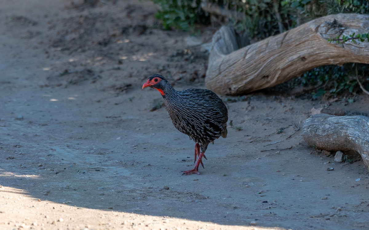 Red-necked Spurfowl - ML631061957