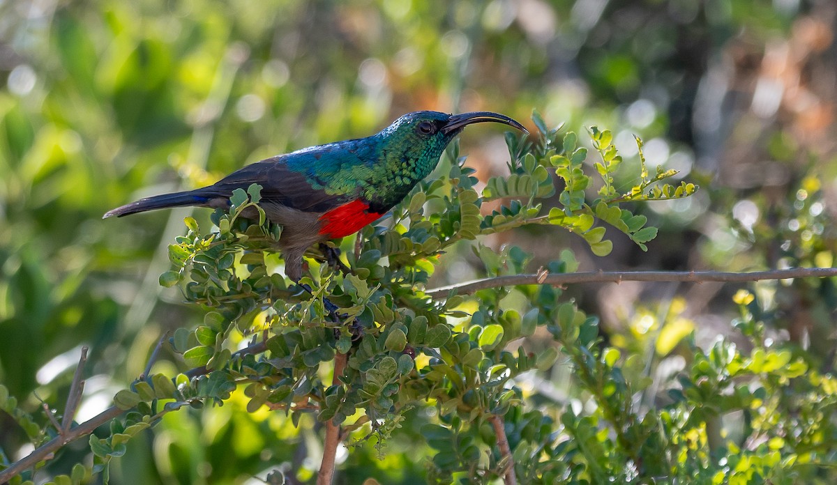 Greater Double-collared Sunbird - ML631061974
