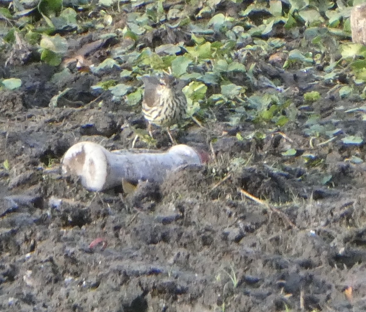 lesňáček potoční - ML631062129