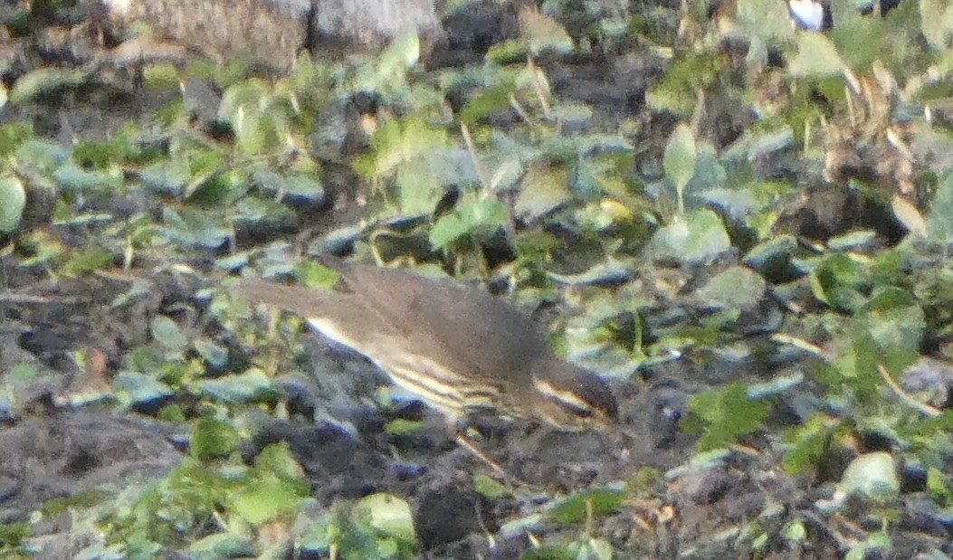 lesňáček potoční - ML631062130