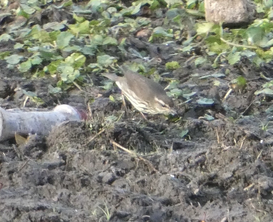 lesňáček potoční - ML631062131