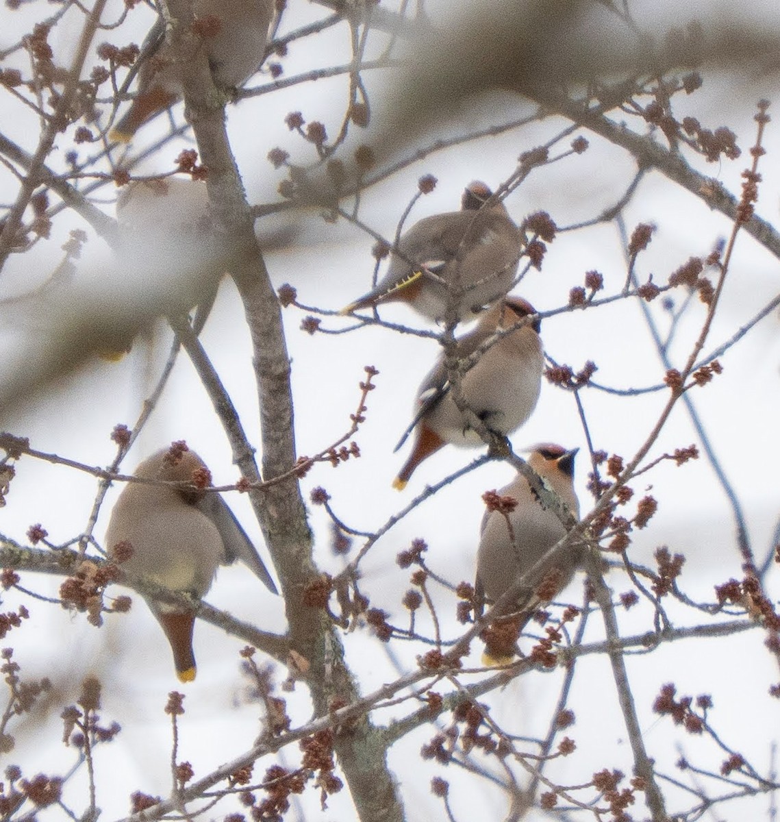 Bohemian Waxwing - ML631062337
