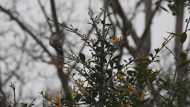 Broad-tailed Hummingbird - ML631062399