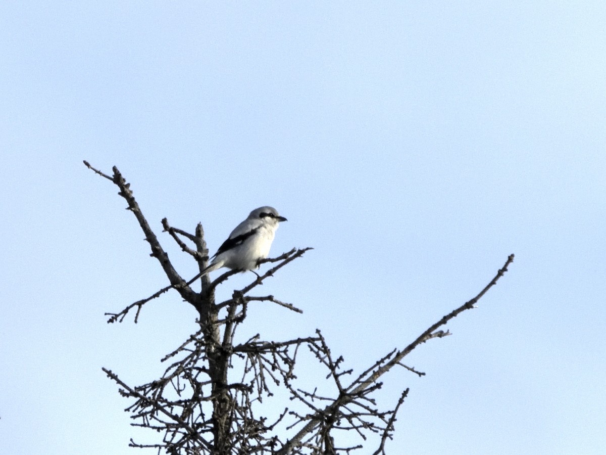 Northern Shrike - ML631062430