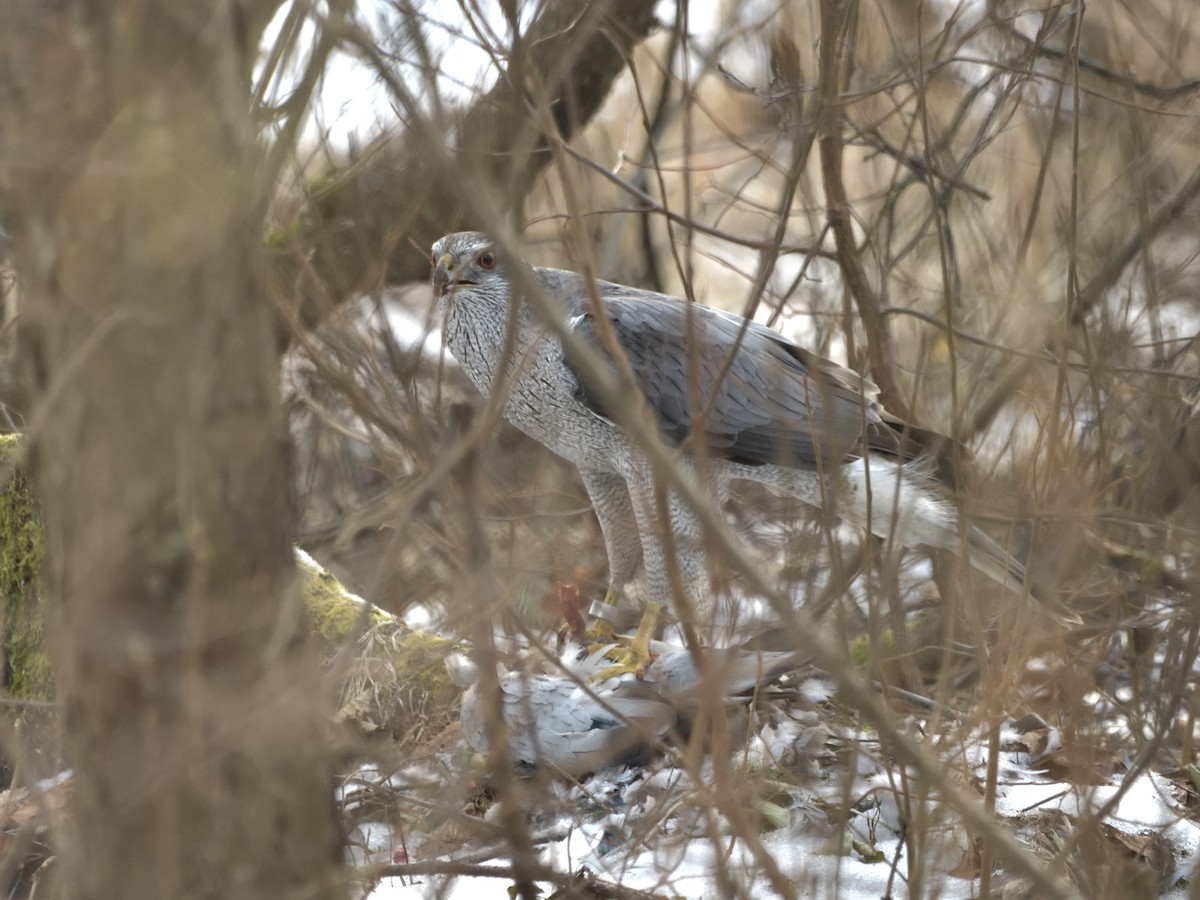 American Goshawk - ML631062434