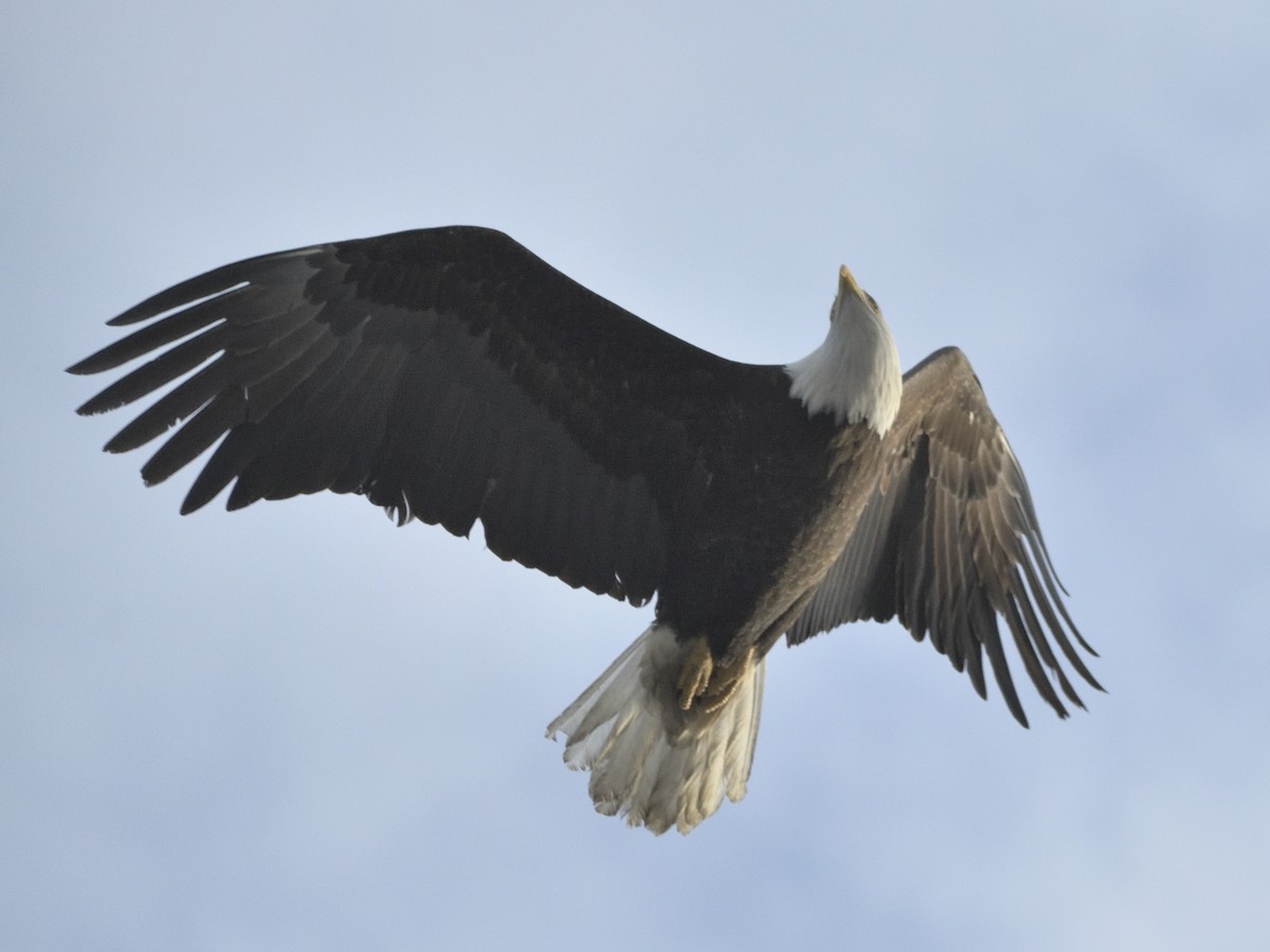 Bald Eagle - ML631062436