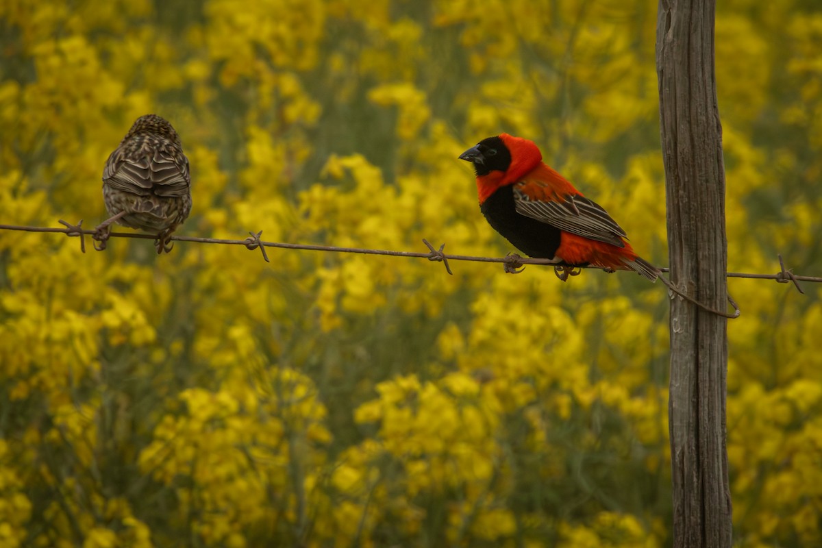 Southern Red Bishop - Antonio Rodriguez-Sinovas