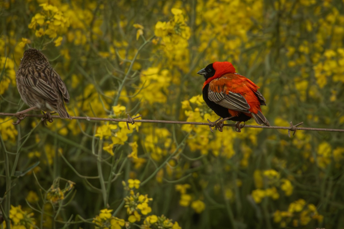 Southern Red Bishop - Antonio Rodriguez-Sinovas