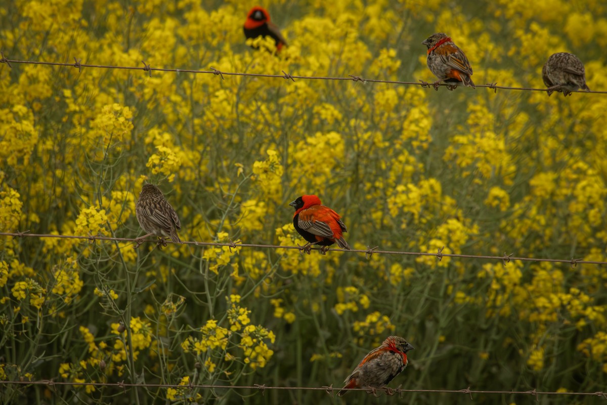 Southern Red Bishop - Antonio Rodriguez-Sinovas