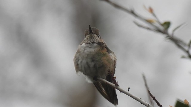 Broad-tailed Hummingbird - ML631062526