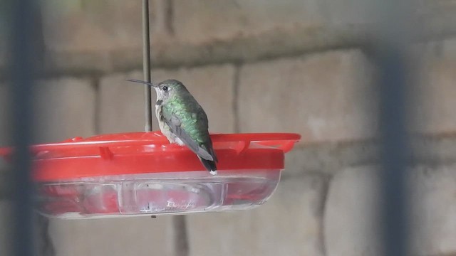 Broad-tailed Hummingbird - ML631062567