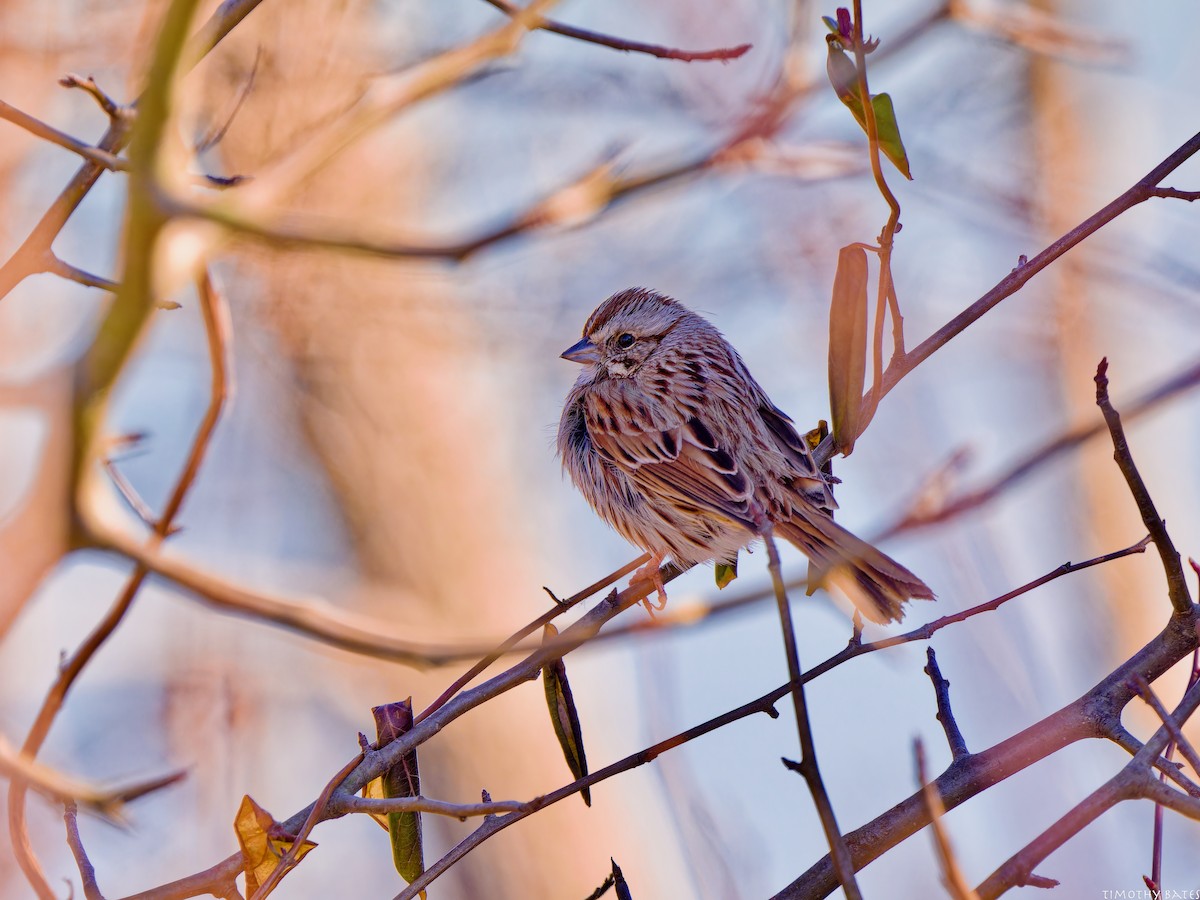 Bruant chanteur - ML631062650