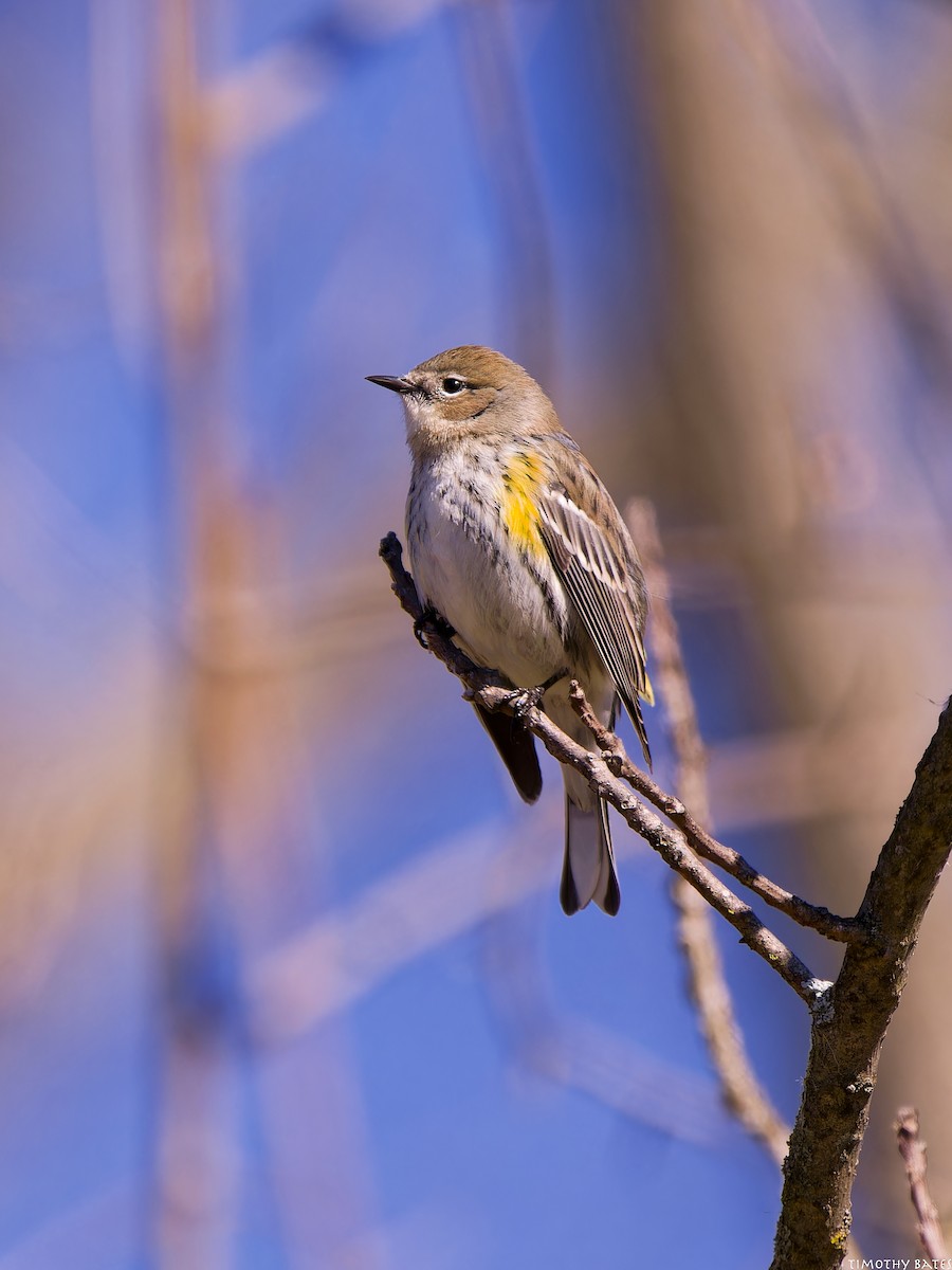 Paruline à croupion jaune - ML631062708