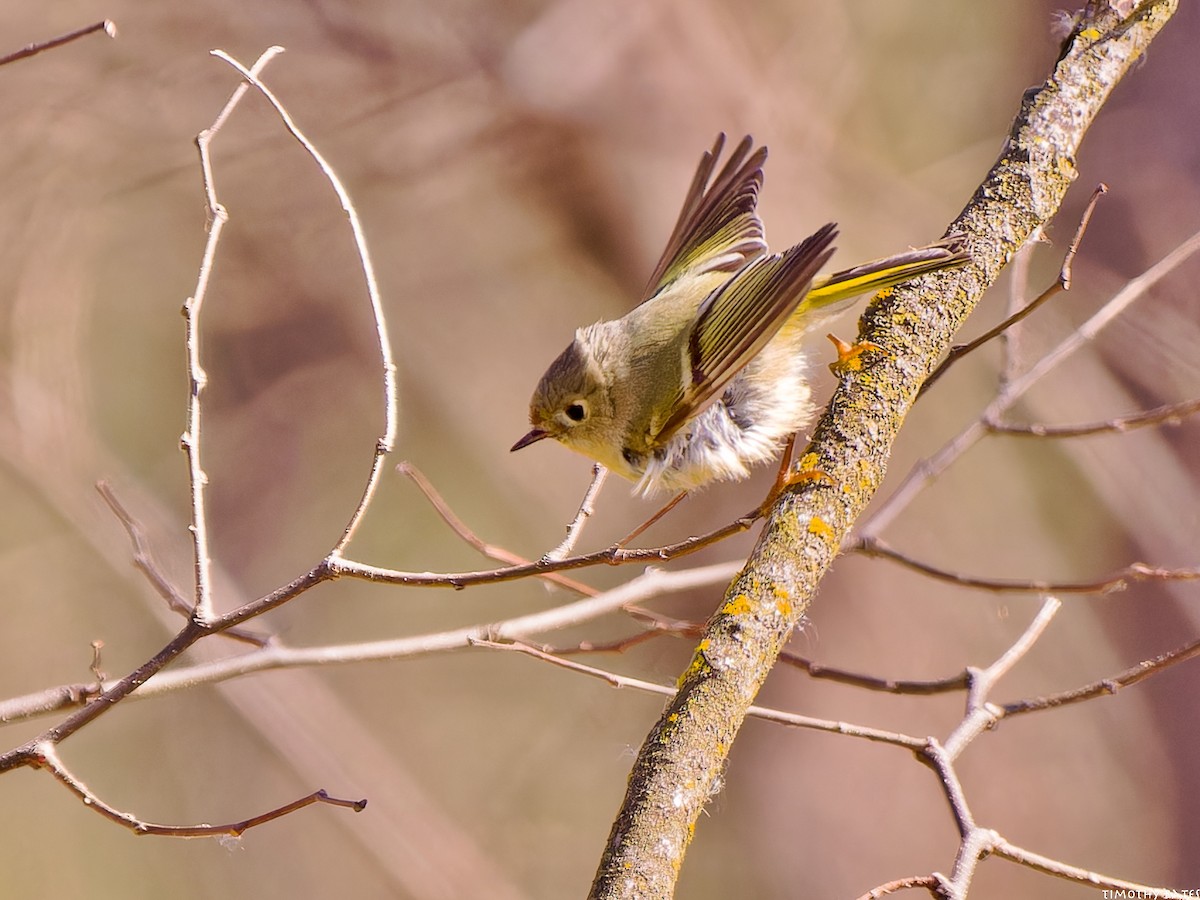 Paruline à croupion jaune - ML631062748