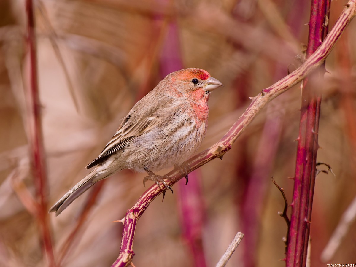 Roselin familier - ML631062777